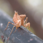 krutor