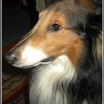 Moje prvni PP fotka. Nazev: Aristokrat