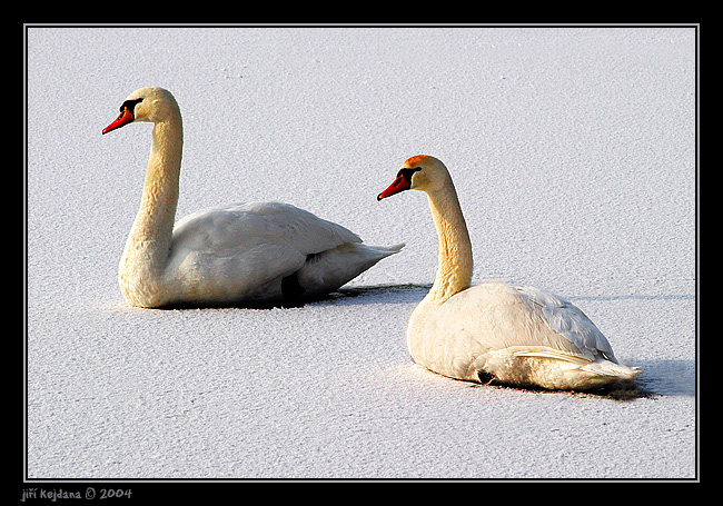 U zamrzlého Labe VII. - zamrzlé labutě?