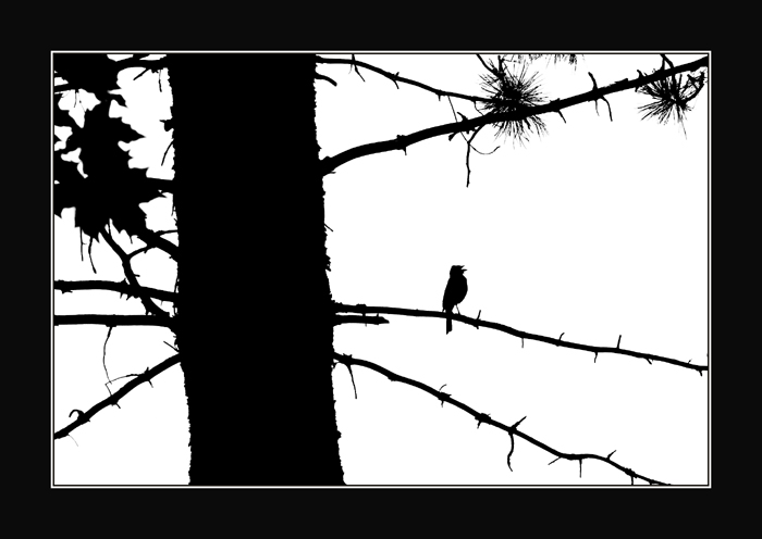 B/W