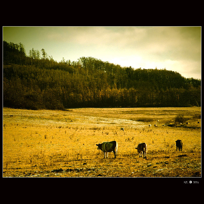 The Country - útržky z deníku Malboro kovboje :)