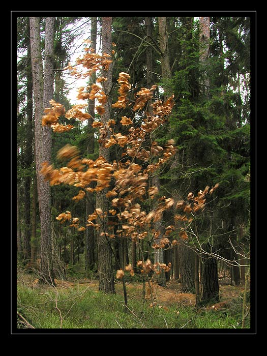 Pod <b>tíhou</b> větru