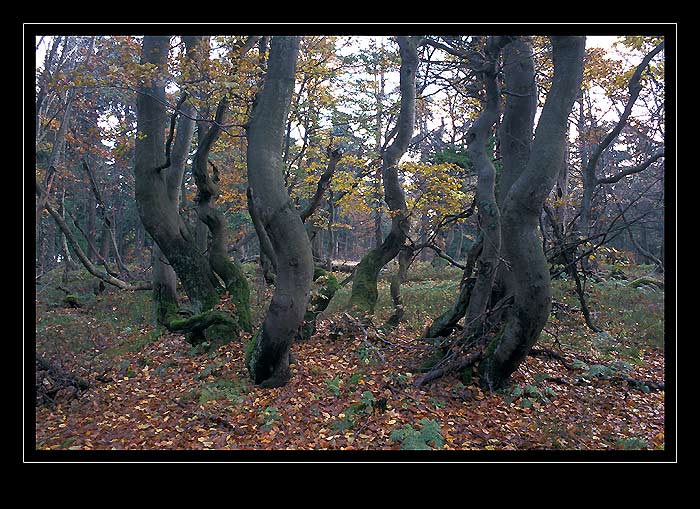 V Rýchorském pralese