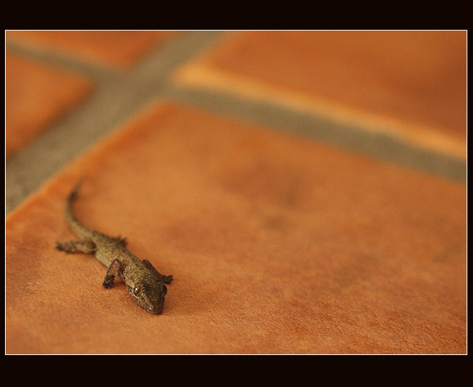 <b> ..:: Laughing Lizzard ::.. </b>