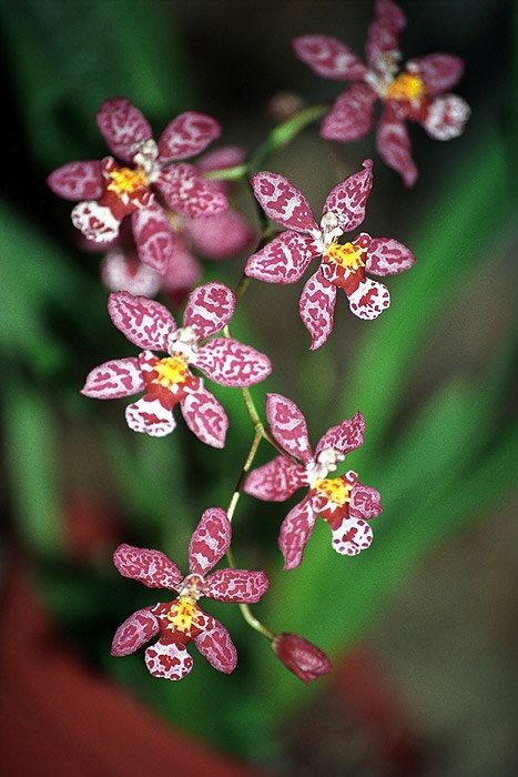 Orchidej