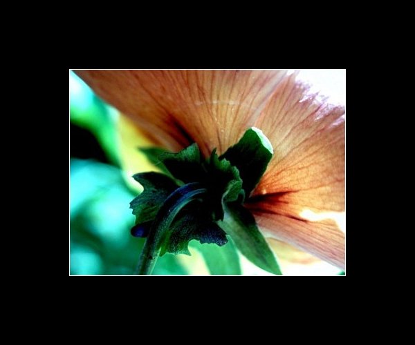 Une Fleur..