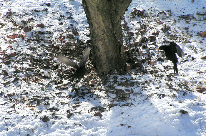 Světem ptáků IV. - Souboj kosů