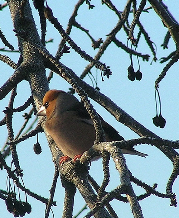 Světem ptáků V. - Dlask tlustozobý