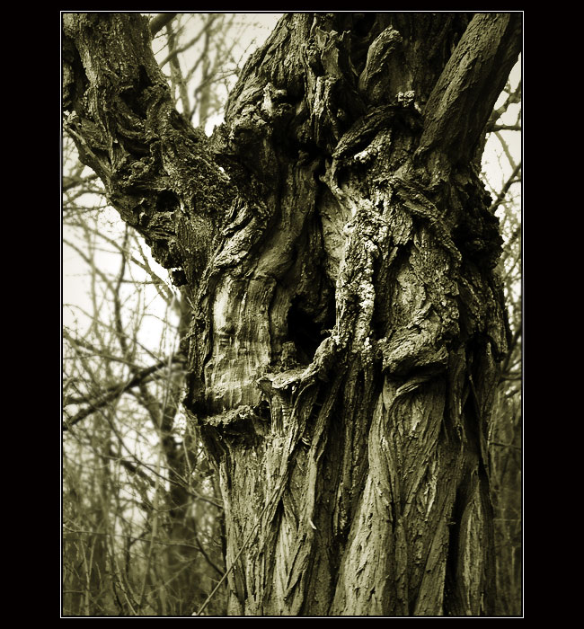 Nálada stromová.....