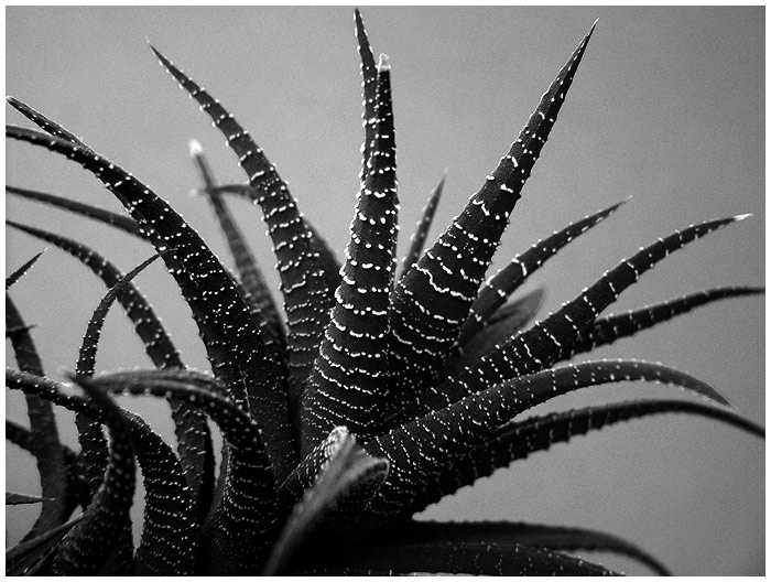 Rostlina