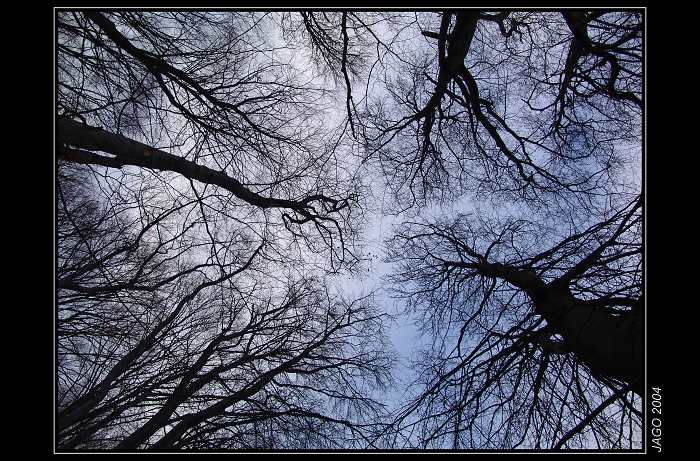 "DARK TREES"