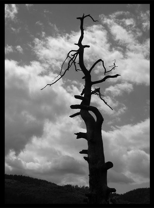 Strom