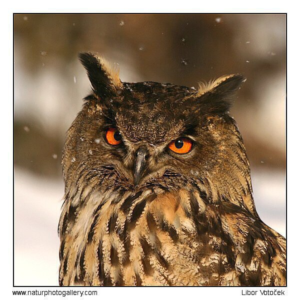 Úsměv - vyletí ptáček ! :-)