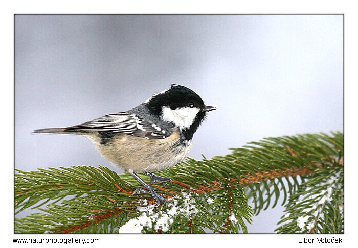 Další sýkorka... :-)