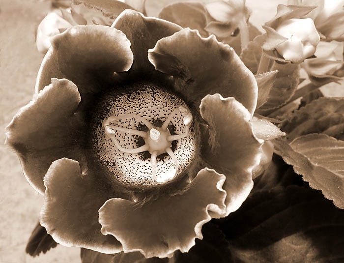 Gloxinia