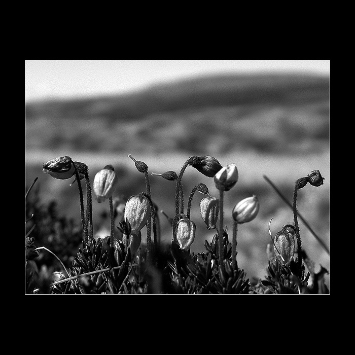 Norsko v b&w <br>-poslední ze serie<br>Národní park Hardangervidda