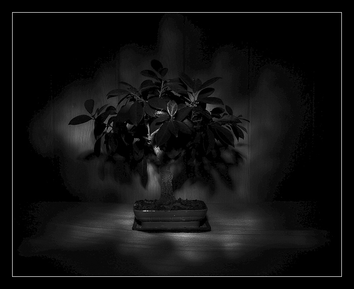 bonsai