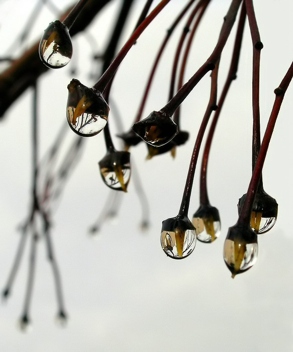 ..kde rostou skleněnky...