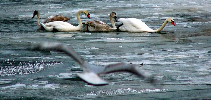 nalet racka na labute