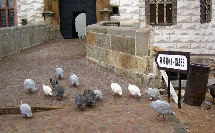 za mnou k pokladne !