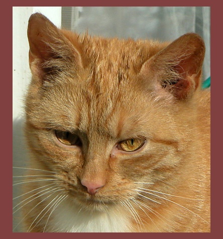 Venkovská kočka