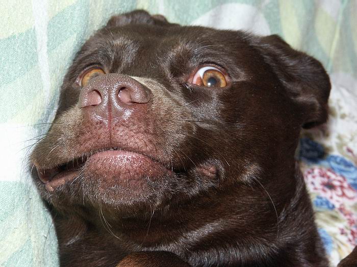 Kto vie urobiť krajšiu grimasu ?