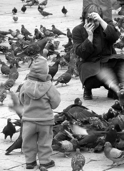 Pigeon has landed