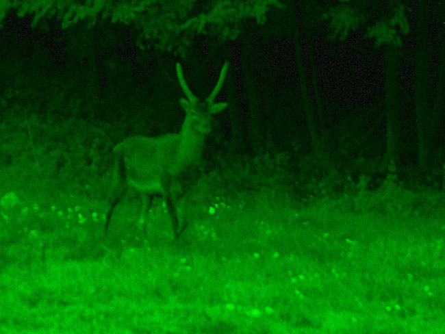 -= NIGHT VISION =-