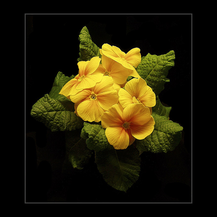 Jarní posel ... z květinářství