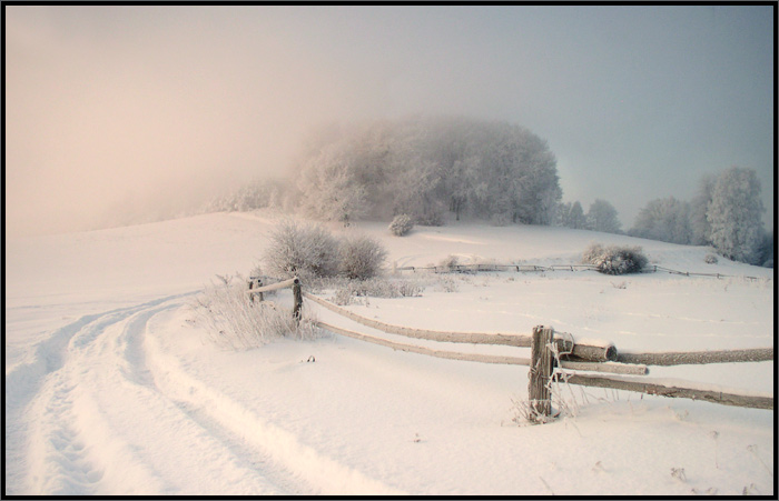 Mlha si sedá na větve stromů