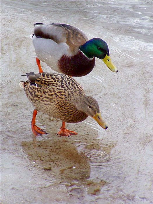 taneční dvojice na ledě - synchron