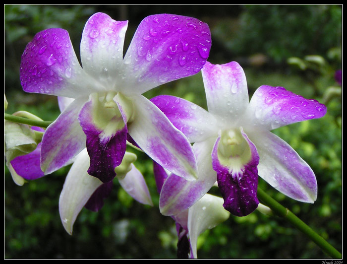 Orchid
