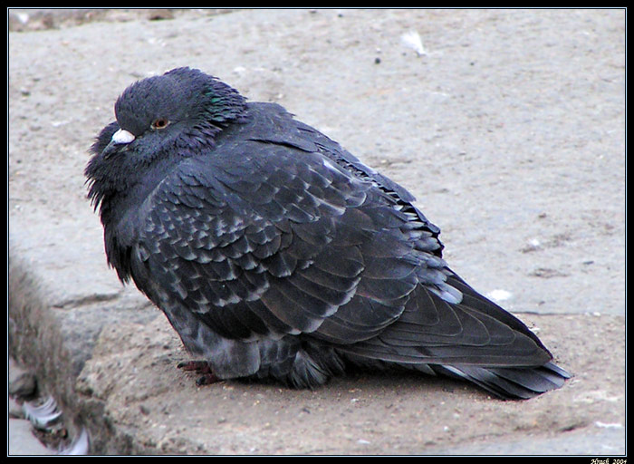 Zzzziiimmmmaá