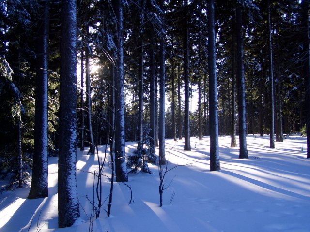 les v horách