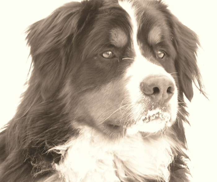 Denýšek
