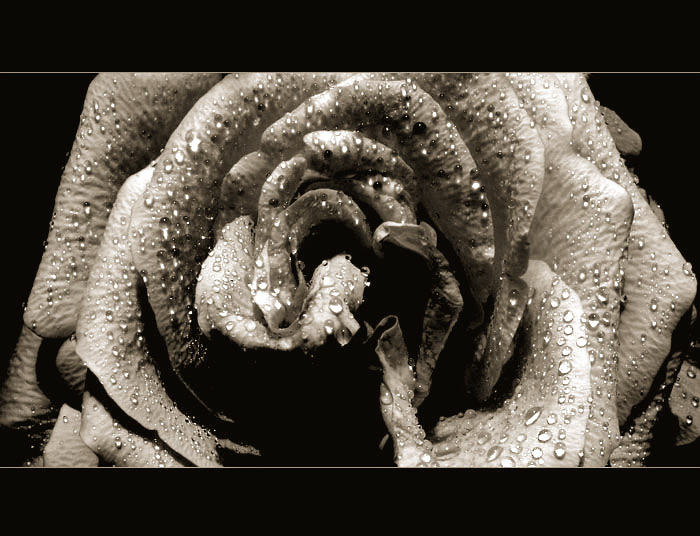 <B>... Rose ...</B><br>