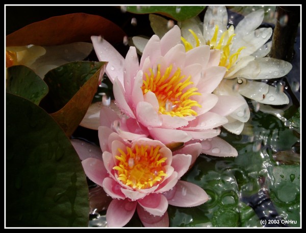 sprchujici se leknin