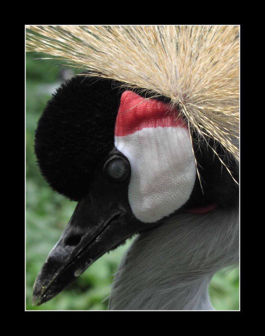 Fešák