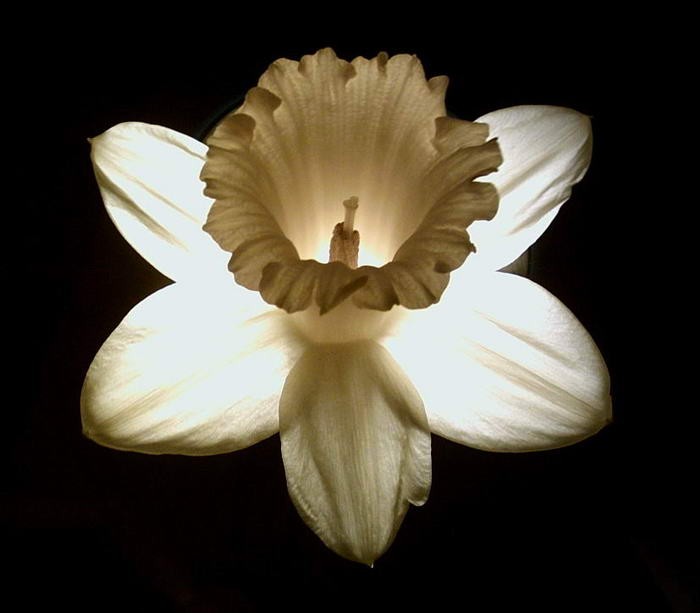 Narcis