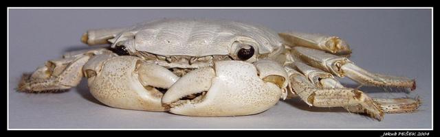 Krab