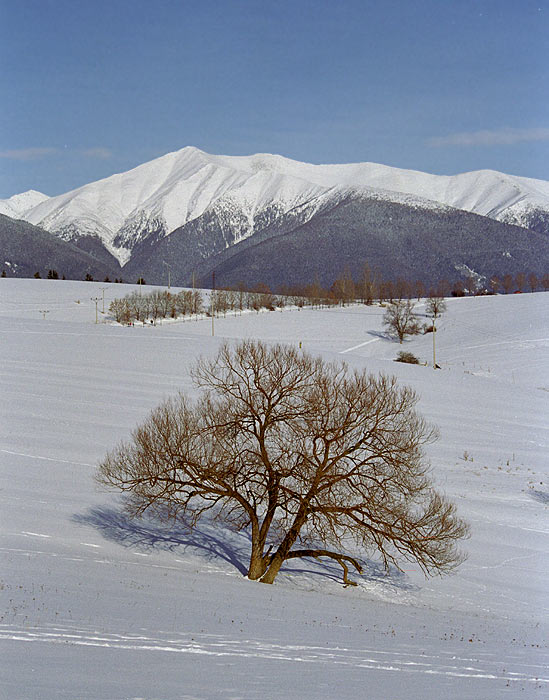 Iná Stromofka