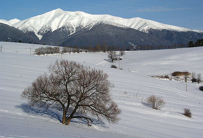 Iná Stromofka II.