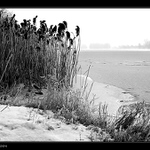 U zamrzlého Labe IV.