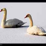 U zamrzlého Labe VII. - zamrzlé labutě?