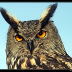 výr velký - portrét