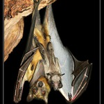 kaloň s mládětem, ZOO Plzeň