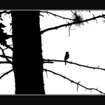 B/W