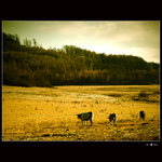 The Country - útržky z deníku Malboro kovboje :)