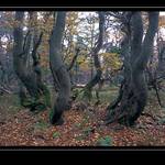 V Rýchorském pralese