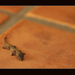 <b> ..:: Laughing Lizzard ::.. </b>